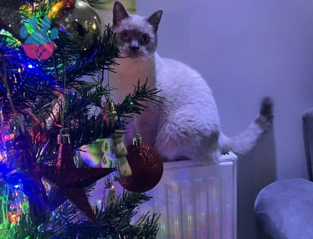 British blue point kızımıza eş arıyoruz