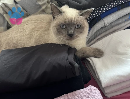 British blue point kızımıza eş arıyoruz