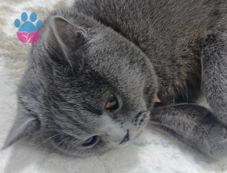 Narin kızımıza damat ariyoruz