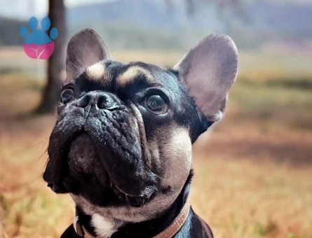 Eşlemek İçin Dişi French Bulldog Aranıyor