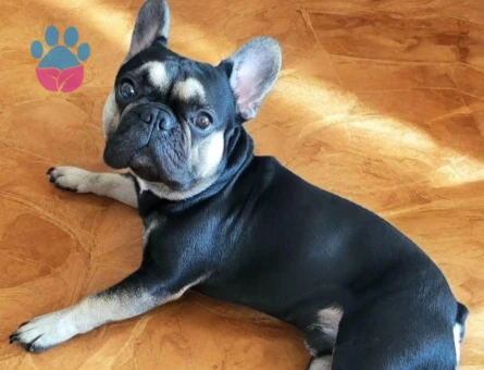Eşlemek İçin Dişi French Bulldog Aranıyor