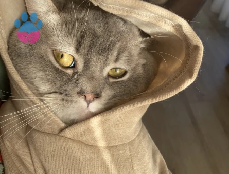 British Shorthair Simba Kedime Eş Arıyorum