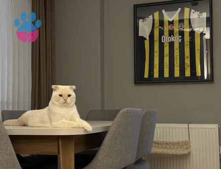 Scottish Fold 1 Yaşında Eş Arıyor