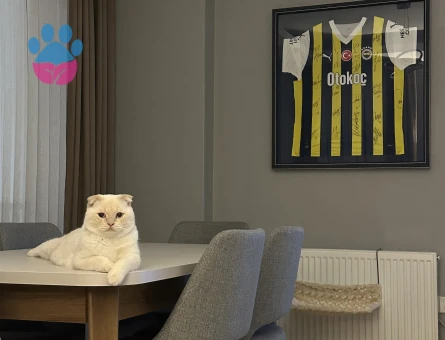 Scottish Fold 1 Yaşında Eş Arıyor