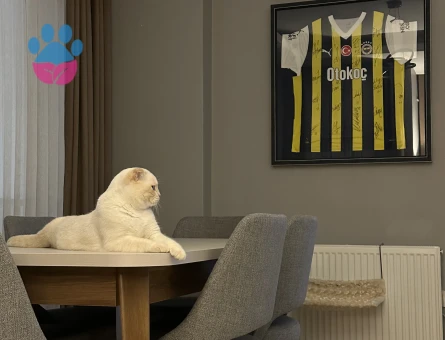 Scottish Fold 1 Yaşında Eş Arıyor