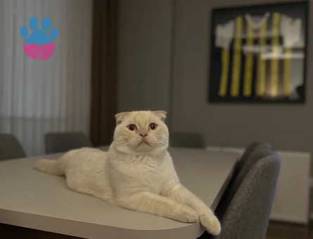 Scottish Fold 1 Yaşında Eş Arıyor