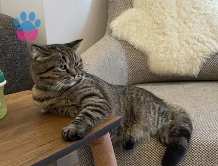 Scottish Straight Kedime Eş arıyorum