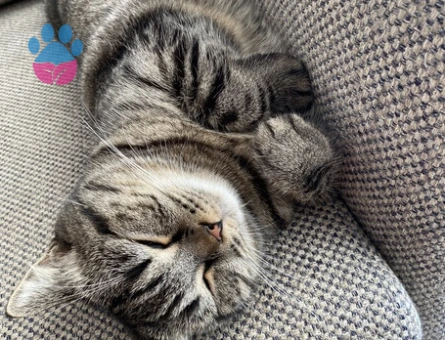 Scottish Straight Kedime Eş arıyorum