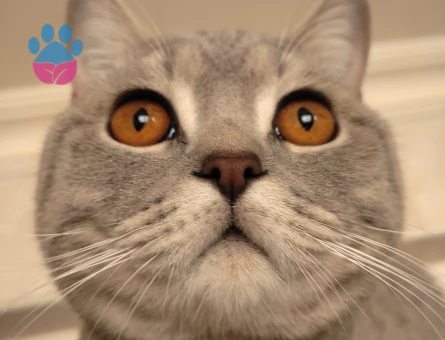 British Shorthair 1 Yaşında Eş Arıyor