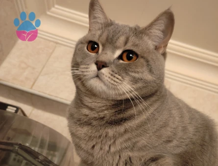 British Shorthair 1 Yaşında Eş Arıyor