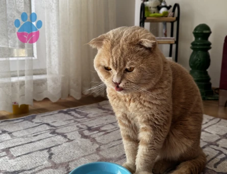 Scottish Fold 1,5 Yaşında Kızgınlıkta