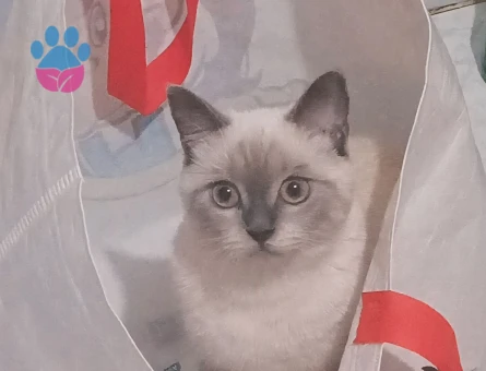 British Shorthair 1 Yaşında Kızıma Eş Arıyorum