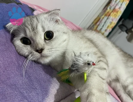 Scottish Fold Dişi kedime Eş Arıyorum
