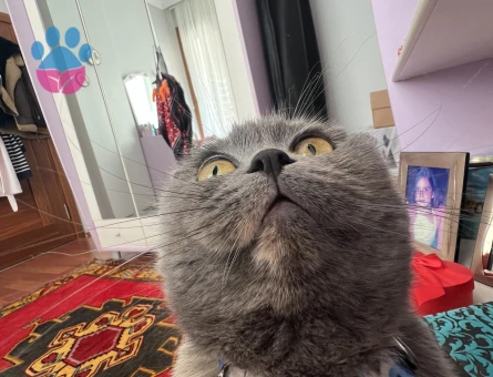 Scottish Fold Shorthair 2 Yaşında Eş Arıyor