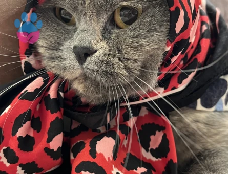 Scottish Fold Shorthair 2 Yaşında Eş Arıyor