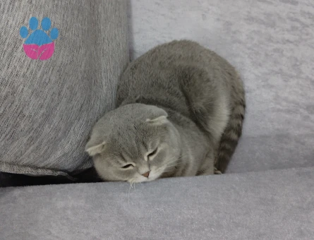 British Shorthair 1,5 Yaşında Kedim Eş Arıyor