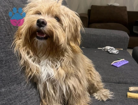 Havanese 1 Yaşında Erkek Köpeğime Eş Arıyorum