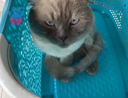 Gelinimizi arıyoruz