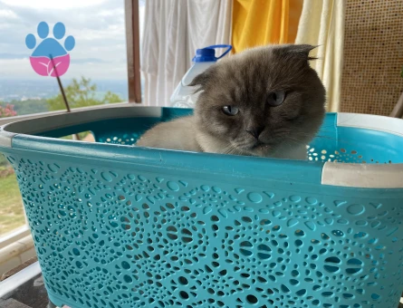 Gelinimizi arıyoruz