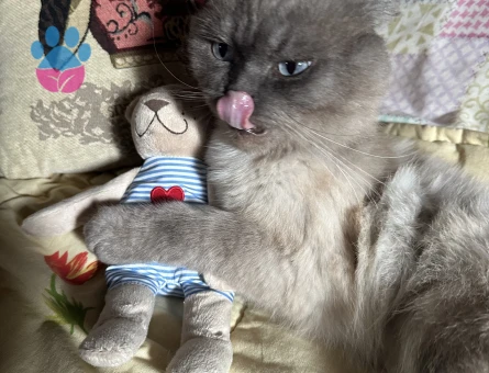 Gelinimizi arıyoruz