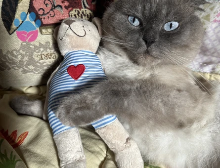 Gelinimizi arıyoruz