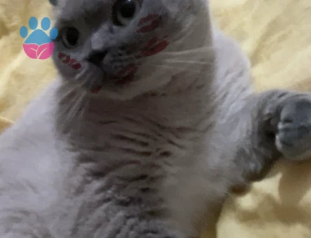 Kızıma damat arıyorum