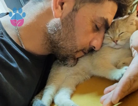 British GoLDeN shortier oğluma eş arıyorum