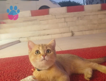 British GoLDeN shortier oğluma eş arıyorum