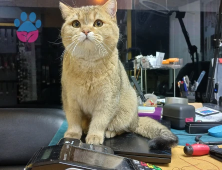 British GoLDeN shortier oğluma eş arıyorum