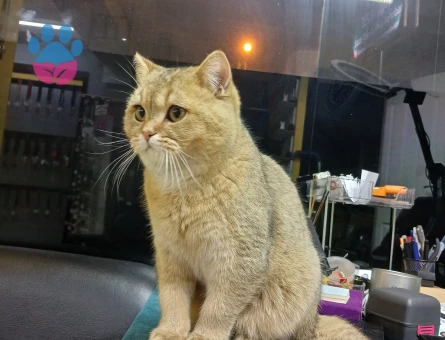 British GoLDeN shortier oğluma eş arıyorum
