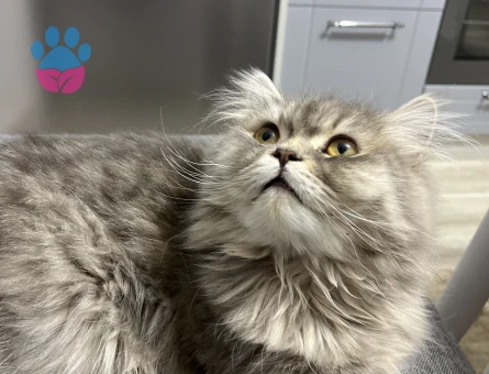 Kedime eş arıyorum