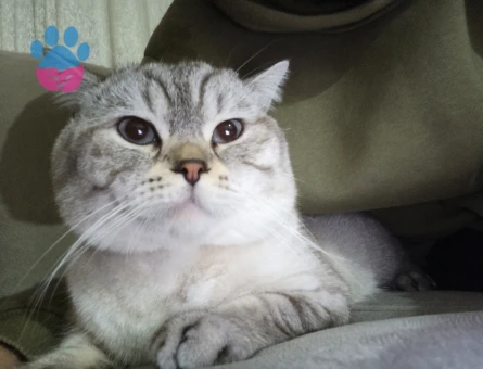 Kedime eş arıyorum