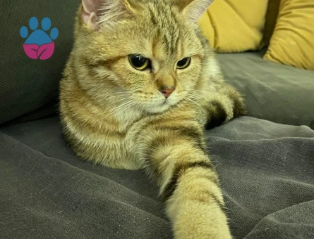 Prensesimize eş arıyoruz.