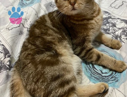 Prensesimize eş arıyoruz.