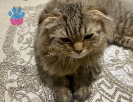 scottish longhair Kedim için eş arıyoruz