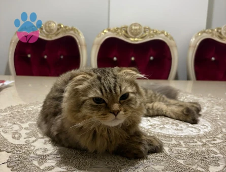 scottish longhair Kedim için eş arıyoruz