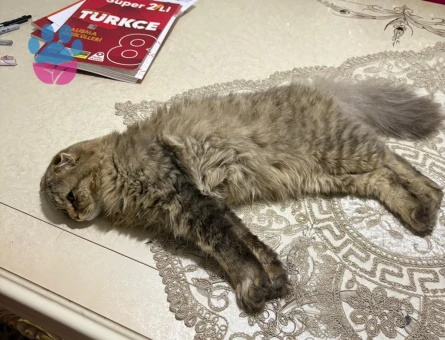 scottish longhair Kedim için eş arıyoruz