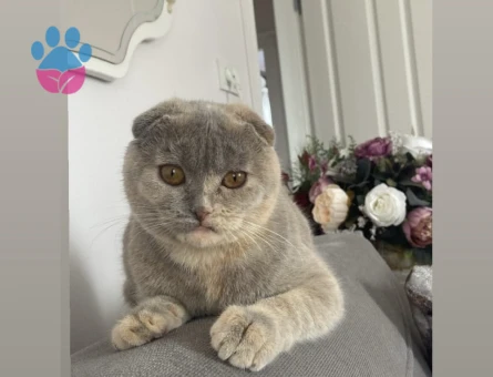 Scottish Fold Kızım Lokum Eş Arıyor