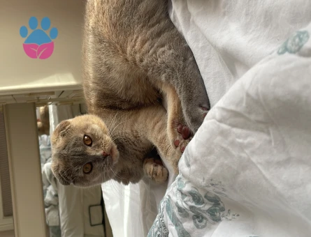 Scottish Fold Kızım Lokum Eş Arıyor