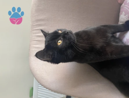 British Shorthair 1 Yaşında Kedime Eş Arıyoruz