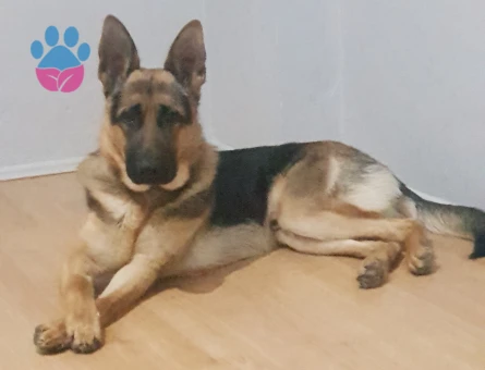 Alman Kurdu Erkek Köpeğime Eş Arıyorum