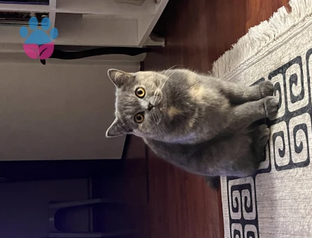 British Kızıma Eş Adayı Arıyorum