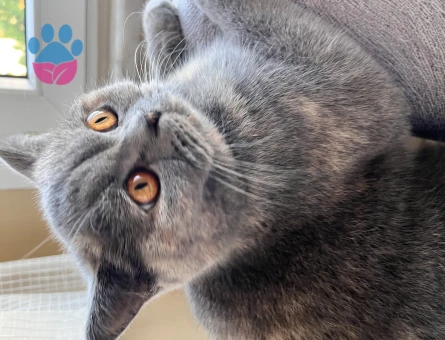 British Kızıma Eş Adayı Arıyorum