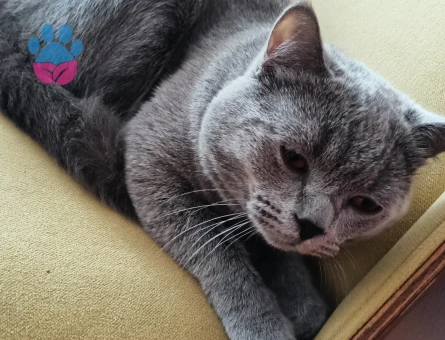 British Shorthair 1 Yaşında Kedim Eş Arıyorum