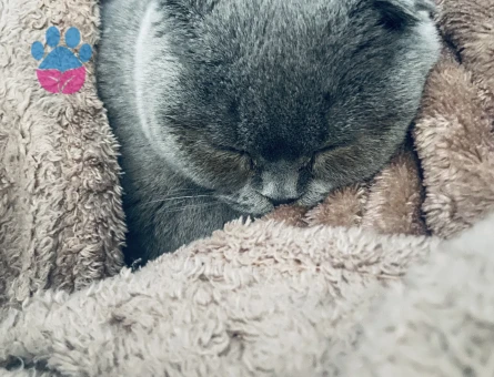 Scottish Fold Kedime Eş Aramaktayız