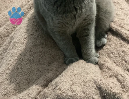 Scottish Fold Kedime Eş Aramaktayız