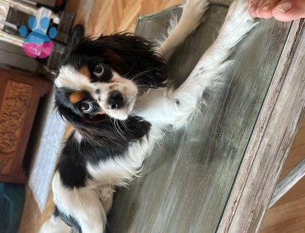 17 Aylık Cavalier King Oğlum Kızgınlıkta