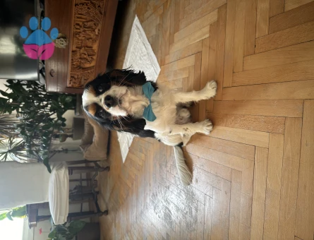 17 Aylık Cavalier King Oğlum Kızgınlıkta