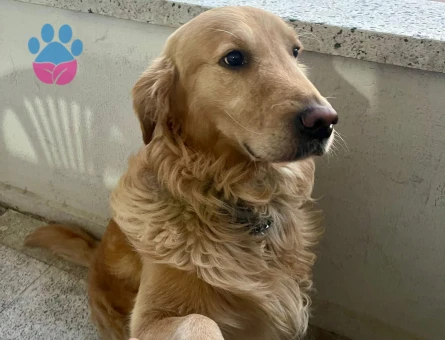 Golden Retriever Yakışıklı Oğlumuza Dişi Güzellik Arıyoruz