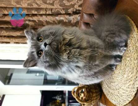 British Longhair 1 Yaşında Eş Arıyor